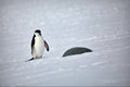 Closeup of chinstrap penguins in the snow on a sunny day in Antarctica Royalty Free Stock Photo