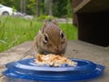 Chipmunk Peanut Butter Photobomb