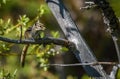 Closeup of a chipmunk sitting on a tree branch with a soft green natural blurred background. Vedauwoo National Park, Wyoming, USA