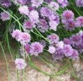 Closeup of chive-onion Royalty Free Stock Photo