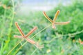 Closeup of Chloris barbata (Chloris inflata) Royalty Free Stock Photo