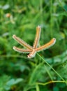 Closeup of Chloris barbata Royalty Free Stock Photo