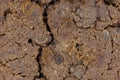 Closeup of chocolate chips cookie as texture or background Royalty Free Stock Photo