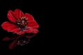 Closeup of a chocolate cosmos, Cosmos atrosanguineus, flower with reflection on a black background