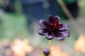 Closeup of a chocolate cosmos flower growing in a park