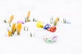 Beautiful chocolate easter eggs with yellow crocus buds on fresh Royalty Free Stock Photo