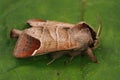 Closeup on the chocolate-tip moth, Clostera curtula sitting on a green leaf Royalty Free Stock Photo