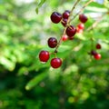 Closeup of Chokecherries (Prunus virginiana) with Dewdrop Royalty Free Stock Photo