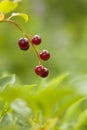 Closeup of Chokecherries Royalty Free Stock Photo