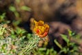 Closeup of a Cholla cactus growing in a desert in Phoenix, Arizona Royalty Free Stock Photo