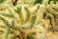 Closeup Cholla cactus, Sonora Desert, Mid Spring Royalty Free Stock Photo