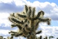 closeup Cholla cactus, Sonora Desert, Mid Spring Royalty Free Stock Photo