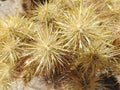 Closeup of Cholla Cactus Spines