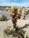 Closeup of cholla jumping cactus in Joshua Tree National Park Royalty Free Stock Photo