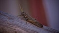 Closeup of Chorthippus scalaris on wood with a blurred b