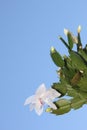 Christmas cactus white blooms 4287 Royalty Free Stock Photo