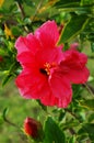 Closeup of Christmas camellia or Yuletide camellia family Royalty Free Stock Photo