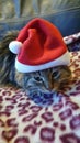 Closeup Christmas hat face Siberian cat kitten breed tabby longhaired fluffy cute fury pompom red