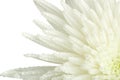 Closeup chrysanthemum bud Royalty Free Stock Photo