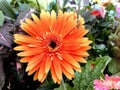 Closeup Chrysanthemum Orange Royalty Free Stock Photo