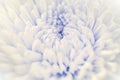 Closeup chrysanthemum petals background Royalty Free Stock Photo