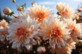 Closeup of Chrysanthemums Blooming in Autumn Light AI Generated
