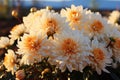 Closeup of Chrysanthemums Blooming in Autumn Light AI Generated