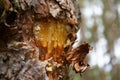 Closeup of a chunk out of a tree with tree sap seeping through the bark