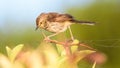 Closeup of the churring cisticola, species of bird in the family Cisticolidae. Royalty Free Stock Photo