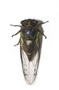 Closeup of a Cicada isolated on white