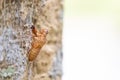 Cicada stains on tree Royalty Free Stock Photo