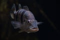Closeup of Cichla temensis Royalty Free Stock Photo