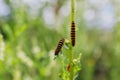 Closeup of Cinnabar Moth Caterpillar Feeding on Green Leaf Royalty Free Stock Photo