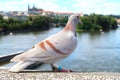 Closeup of the city pigeon standing on the bridge over river Vltava in Prague, with blurred view of Castle in the background Royalty Free Stock Photo