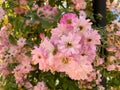 Closeup of a clair matin rose