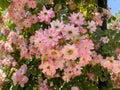 Closeup of clair matin roses