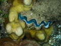 Closeup of a clam, resting on a bed of rocks and shells in a seascape Royalty Free Stock Photo