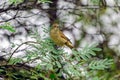 Closeup of a Clamorous reed warbler perched on a tree branch