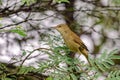 Closeup of a Clamorous reed warbler perched on a tree branch