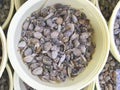 Closeup of Clams or Asari or Japanese littleneck in a bucket