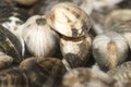 Closeup of clams soaked in water