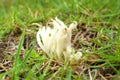 Closeup of Clavulina castaneipes or Clavaria vermucularis or fairy fingers or white worm coral or whit