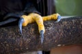 Closeup of a claws of an white-headed american bald eagle Royalty Free Stock Photo