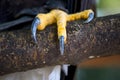 Closeup of a claws of an white-headed american bald eagle Royalty Free Stock Photo