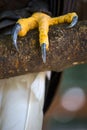 Closeup of a claws of an white-headed american bald eagle Royalty Free Stock Photo
