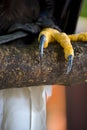 Closeup of a claws of an white-headed american bald eagle Royalty Free Stock Photo