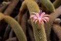 Closeup of cleistocactus winteri growing in a garden with a blurry background