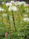 Cleome hassleriana, spider flower, spider plant, pink queen, grandfather`s whiskers  species of flowering plant in the genus Royalty Free Stock Photo