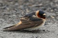 Closeup of Cliff Swallow bird on the ground