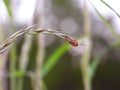 Closeup of climbing bloodsucker beetle